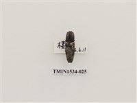 藏品(扁蟲科)的圖片